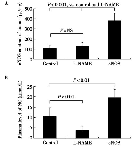 ENOS Content In Tumor Tissue And Nitric Oxide Concentration In Plasma