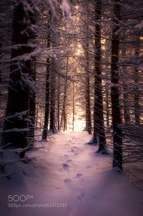 Norwegian Winter Forrest : r/Nordiccountries