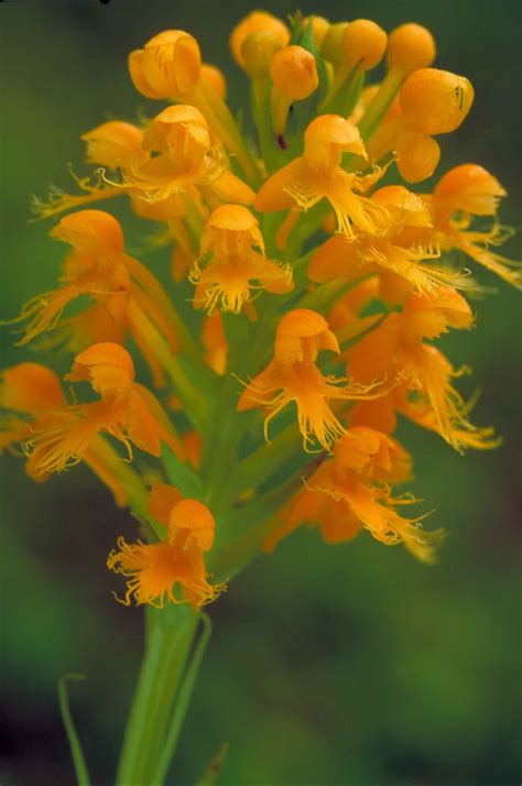 Free Picture Up Close Orange Yellow Orchid Blossoms Yellow