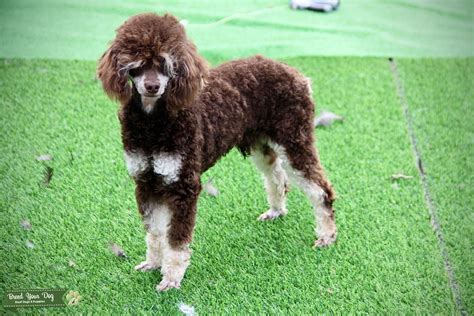 AKC Chocolate Phantom Toy poodle - Stud Dog in Oklahoma , the United ...