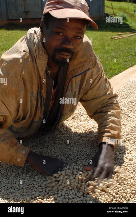 An Ethiopian Farmer Turns His Drying Coffee Beans Yirgacheffe