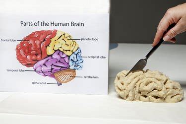 How to Make a Model of a Brain for a School Project | eHow