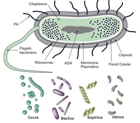 Para Exponer Gran Barrera De Coral Duplicar Celulas Bacilos Locomotora