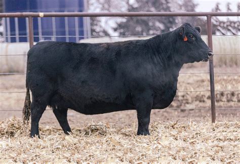 Angus Embryos For Sale Sb10 3137 Sire Buyer