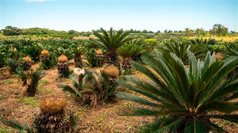 Agave plantation under blue sky in summer in countryside · Free Stock Photo