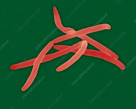 Fusobacterium Nucleatum Bacterium Sem Stock Image C