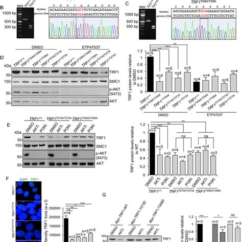 Akt Mediated Trf1 Phosphorylation Regulates Trf1 Protein Stability A