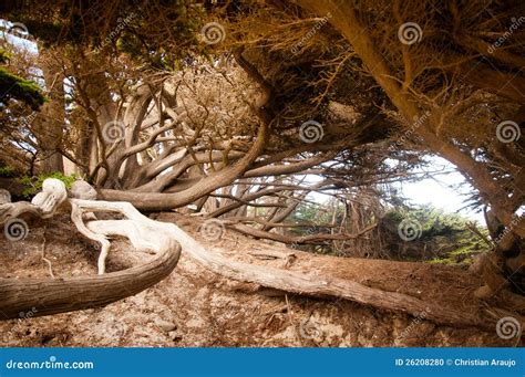 Big Sur Tree Stock Photo Image Of Natural Nature Plant 26208280