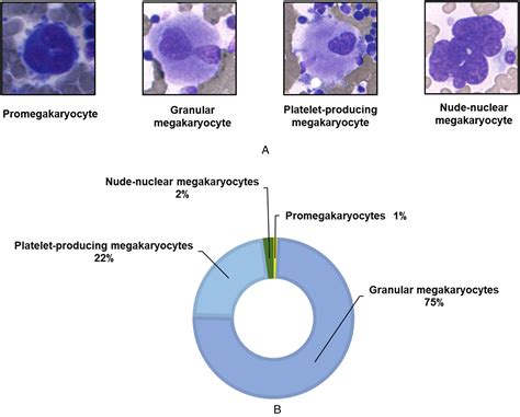 The Application Of Morphogo In The Detection Of Megakaryocytes From