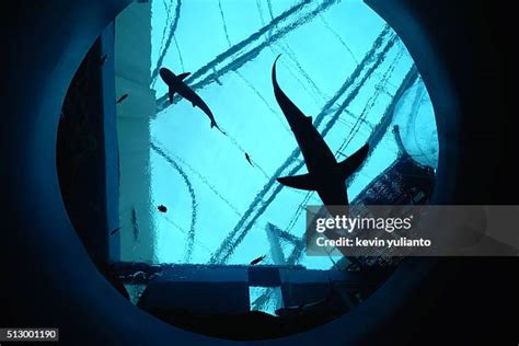 589 Singapore Aquarium Stock Photos, High-Res Pictures, and Images ...