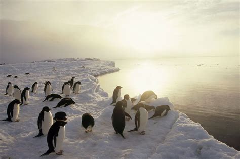 Frozen Ocean | Hakai Magazine