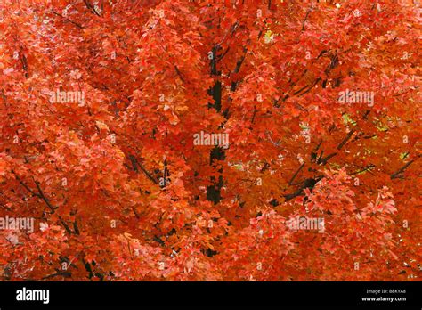 Red Maple Tree Stock Photo Alamy