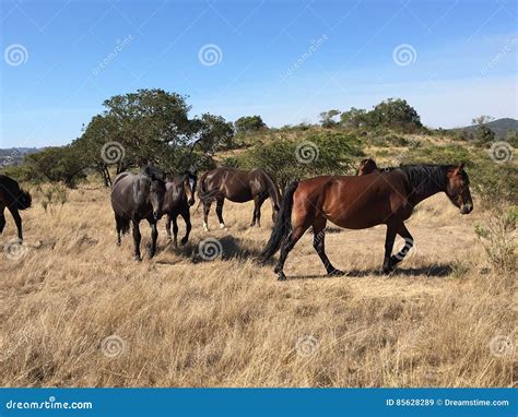 Horses In The Field Stock Image Image Of Field Photograph 85628289