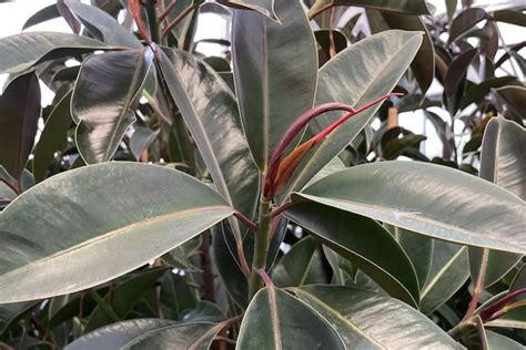 Quando Si Pianta Il Ficus Elastica Quandosipianta It