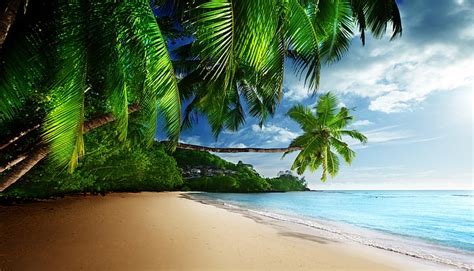 Hd Wallpaper Green Palm Trees Sand Sea Beach The Sky The Sun