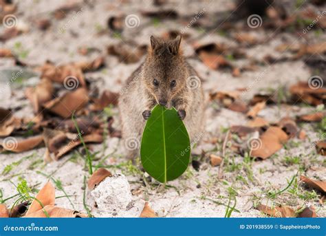 Baby Quokka Eating Ficus Leaf on Rottnest Island Stock Image - Image of ...