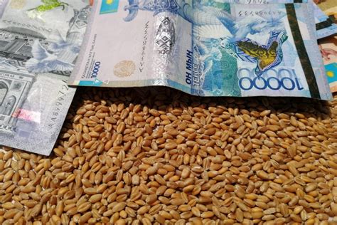 Экспортная цена проросшей пшеницы может вырасти до $200 за тонну