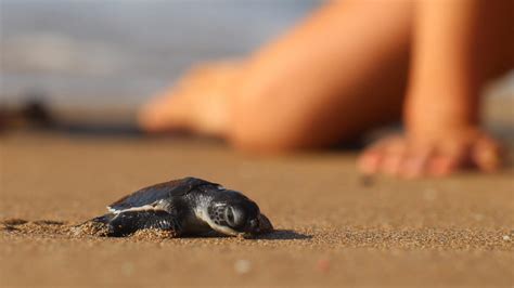 France des tortues caouannes pondent leurs œufs jusque sur les côtes