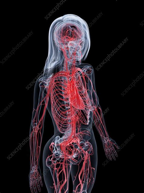 Female Vascular System Illustration Stock Image F