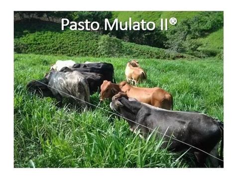 Pasto Mulato Ii Envase Kg Hibrido De Semillas Papalotla