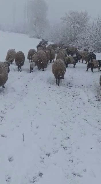 Tipi Ve Kara Yakalanan Hayvan Sürüsü Güçlükle Köye Ulaştırıldı Yeni Akit