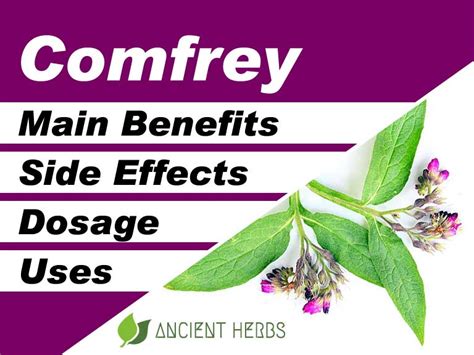 Comfrey Benefits Uses Dosage Side Effects