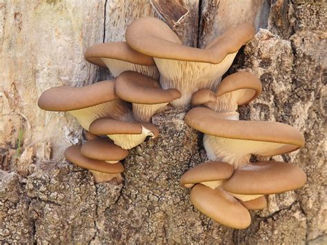 Funghi Medicinali E Sessualita Pleurutus Biologico Coltivato In