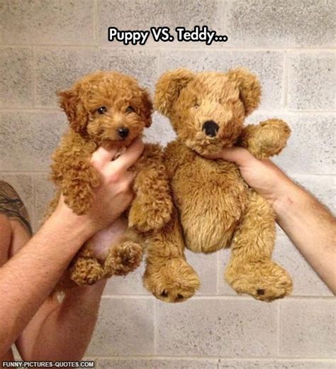 Teddy Bear Funny Quotes Quotesgram