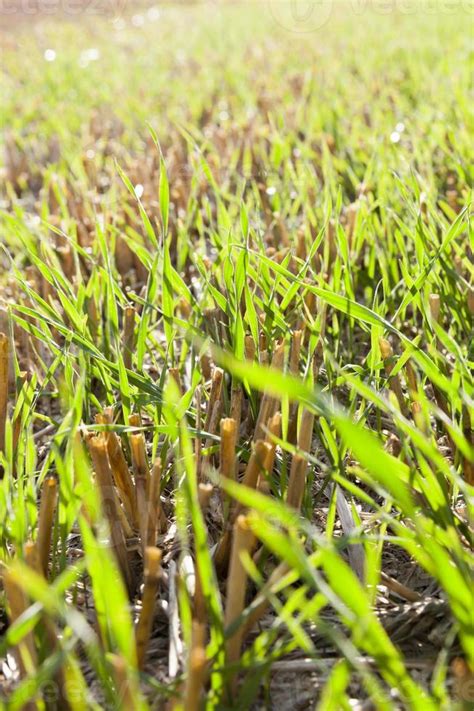 wheat   wheat  stock photo  vecteezy