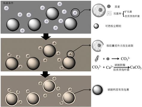 一种基于微生物胶囊的粉尘抑爆剂的制备方法及使用方法与流程