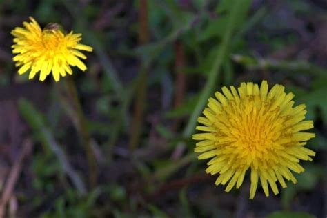 Dandelion Flower Meaning And Symbolism - Interesting Facts | Florgeous