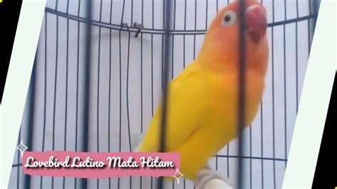 Lovebird Lutino Mata Hitam Harian Di Basecamp Bgm Bc Bgm Channel