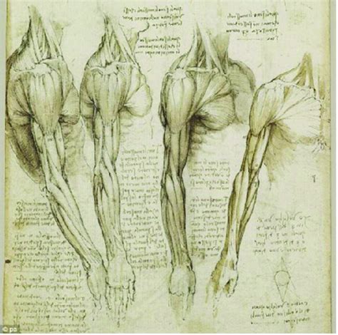 Ilustraciones de anatomía por Leonardo Da Vinci Download Scientific