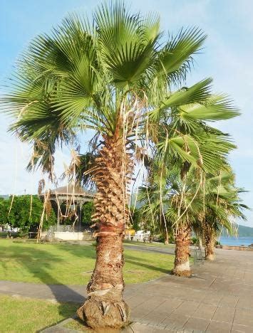 Mexican Fan Palm Triple Tree Nurseryland