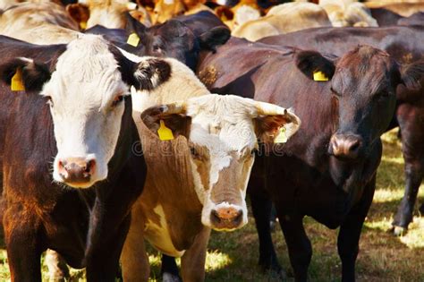 Herd Of Cows Stock Image Image Of Meat Grazing Farming 8934711