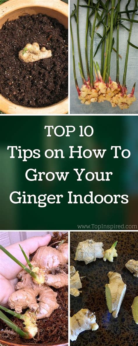 How To Grow Ginger At Home Ginger Growing Root Grow Everything