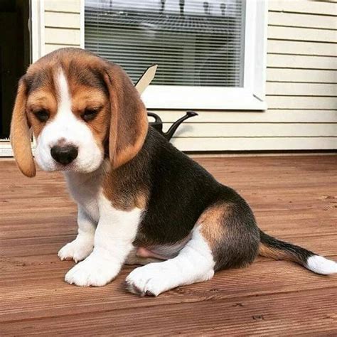 Adorable Cachorro De Beagle Para Adopci N En Huelva