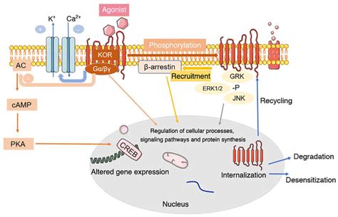 Opioids In Cancer The κ‑opioid Receptor Review