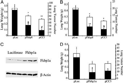 An I V Injection Of CLDC Containing Either The Human Fkbp8 Or Human