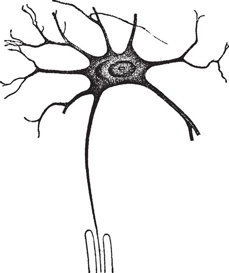 A nerve-cell worker, vintage engraving. 34500860 Vector Art at Vecteezy