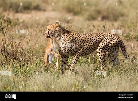 Ein Gepard Acinonyx Jubatus trägt im Maul eine juvenile Thomson es