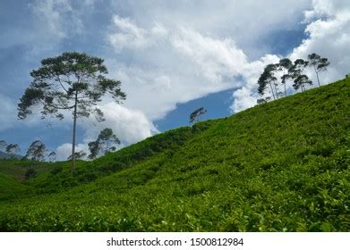 65 Kebun teh kemuning Images, Stock Photos & Vectors | Shutterstock