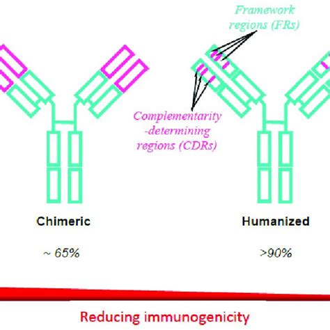 Evolution Of The Development Of Therapeutic Monoclonal Antibodies From