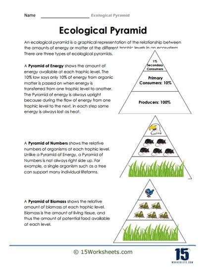 Ecological Pyramid Worksheets - 15 Worksheets.com