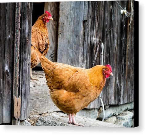 Recent Sales Autumn Bench Barnyard Chickens Vintage Neon Signs
