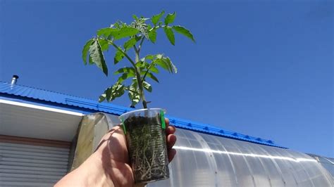 Высаживаю Томатных Гномов на улицу. ОЧЕНЬ ПОДРОБНО – ВЫСАДКА ...
