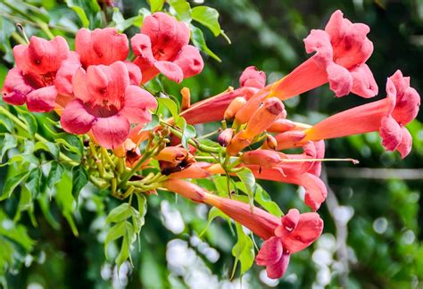 Trumpet Vine, Trumpet Creeper seeds - Campsis radicans – Garden Seeds Market | Free shipping