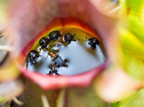 North Carolina Carnivorous Plants The Nature Conservancy