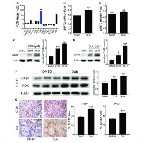 DUb Increases The Expression Of SIRT2 A QRT PCR Array Analysis