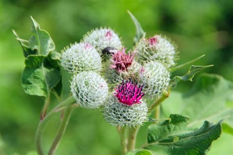 Premium Photo | Medicinal plant burdock flowers and leaves of burdock ...